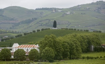 Company symbol of the Sandman port winery in the vineyards, vineyards in the middle Douro valley,