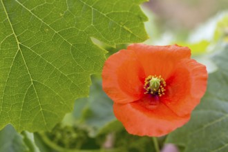 Vine, grapevine (Vitis vinifera), poppy blossom (Papaver rhoeas), vines and vine leaves of Mateus