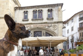 Dog in front of a street cafe, Coimbra, Coimbra district, Portugal, Europe, aerial view, birds-eyes