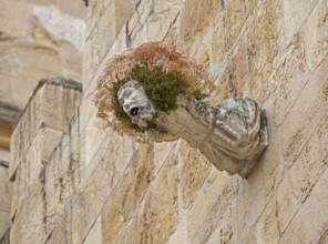 Gargoyle, Rain spout on the church facade Old Cathedral (Sé Velha), Old Town of Coimbra, Coimbra,