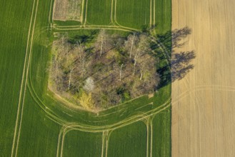 Aerial view, forest in a meadow, trees with shadows, shapes and colours, Borker Straße, Cappenberg,