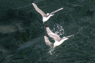 Seagulls in flight while fishing in the harbour, Vardø, Finnmark, Norway, Scandinavia, Europe,
