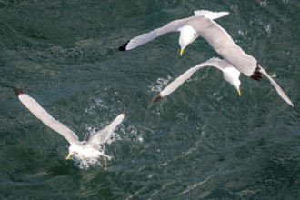 Seagulls in flight while fishing in the harbour, Vardø, Finnmark, Norway, Scandinavia, Europe,