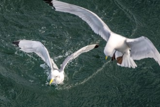 Seagulls in flight while fishing in the harbour, Vardø, Finnmark, Norway, Scandinavia, Europe,