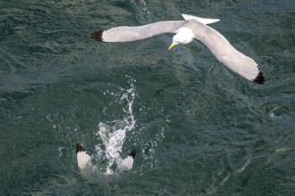 Seagulls in flight while fishing in the harbour, Vardø, Finnmark, Norway, Scandinavia, Europe,
