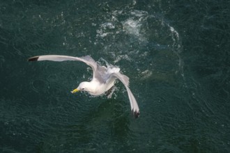 Seagulls in flight while fishing in the harbour, Vardø, Finnmark, Norway, Scandinavia, Europe,