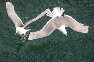 Seagulls in flight while fishing in the harbour, Vardø, Finnmark, Norway, Scandinavia, Europe,
