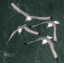 Seagulls in flight while fishing in the harbour, Vardø, Finnmark, Norway, Scandinavia, Europe,