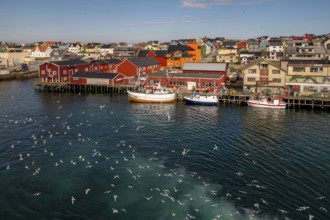 Fishing boats in the harbour with seagulls, view of Vardø, Finnmark, Norway, Scandinavia, Europe,