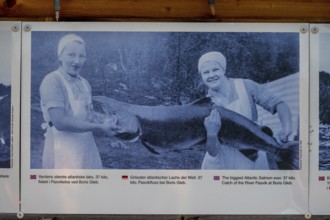 Photo of largest Atlantic salmon catch, Kirkenes, Finnmark, Norway, Scandinavia, Europe, adventure