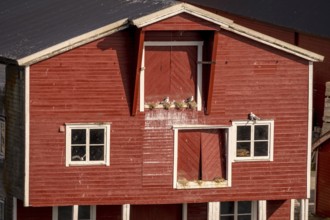 Bird's nests on the red Norwegian house in the harbour, view of Vardø, Finnmark, Norway,