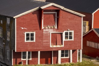 Bird's nests on the red Norwegian house in the harbour, view of Vardø, Finnmark, Norway,