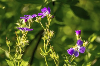 Forest Cranesbill - Geranium sylvaticum, Kirkenes, Finnmark, Norway, Scandinavia, Europe, adventure