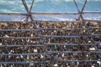 Stockfish drying on wooden rack, Kjøllefjord, Finnmark, Norway, Scandinavia, Europe, adventure