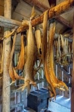 Lofotmuseet, Lofoten Museum, Kabelvåg, Nordland, Norway, Scandinavia, Europe, adventure travel,