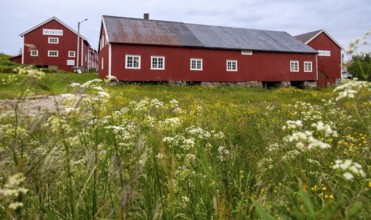 Lofotmuseet, Lofoten Museum, flower meadow, Kabelvåg, Nordland, Norway, Scandinavia, Europe,