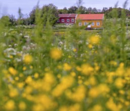 Lofotmuseet, Lofoten Museum, flower meadow, Kabelvåg, Nordland, Norway, Scandinavia, Europe,