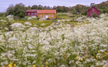 Lofotmuseet, Lofoten Museum, flower meadow, Kabelvåg, Nordland, Norway, Scandinavia, Europe,