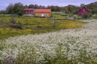 Lofotmuseet, Lofoten Museum, flower meadow, Kabelvåg, Nordland, Norway, Scandinavia, Europe,