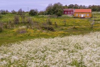 Lofotmuseet, Lofoten Museum, flower meadow, Kabelvåg, Nordland, Norway, Scandinavia, Europe,