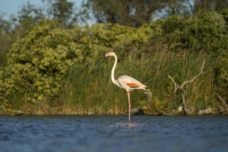 Greater Flamingo (Phoenicopterus roseus) standing in the water, Parc Naturel Regional de Camargue,