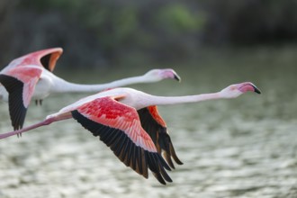 Greater Flamingo (Phoenicopterus roseus) starts flying from the water at sunset, Parc Naturel