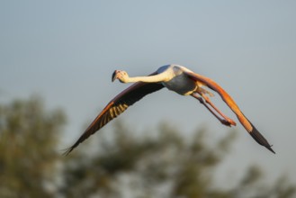Greater Flamingo (Phoenicopterus roseus) flying in the sky at sunset, Parc Naturel Regional de