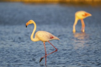 Greater Flamingo (Phoenicopterus roseus) walking in the water at sunset, Parc Naturel Regional de