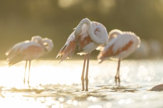 Greater Flamingo (Phoenicopterus roseus) standing in the water cleaning its feathers at sunset,