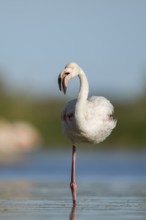 Greater Flamingo (Phoenicopterus roseus) standing in the water, Parc Naturel Regional de Camargue,