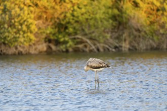 Greater Flamingo (Phoenicopterus roseus) standing in the water at sunset, Parc Naturel Regional de