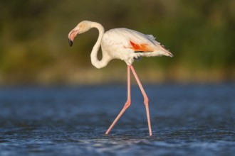 Greater Flamingo (Phoenicopterus roseus) walking in the water at sunset, Parc Naturel Regional de