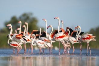 Greater Flamingos (Phoenicopterus roseus) walking in the water while shaking there wings, Parc