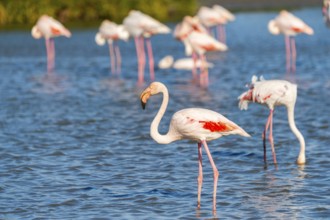 Greater Flamingo (Phoenicopterus roseus) walking in the water, Parc Naturel Regional de Camargue,