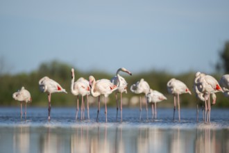 Greater Flamingos (Phoenicopterus roseus) standing in the water, Parc Naturel Regional de Camargue,