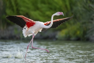 Greater Flamingo (Phoenicopterus roseus) starts flying from the water at sunset, Parc Naturel