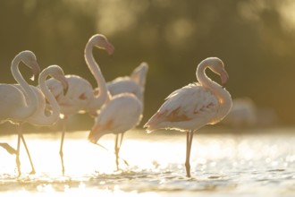 Greater Flamingo (Phoenicopterus roseus) standing in the water at sunset, Parc Naturel Regional de
