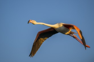 Greater Flamingo (Phoenicopterus roseus) flying in the sky at sunset, Parc Naturel Regional de