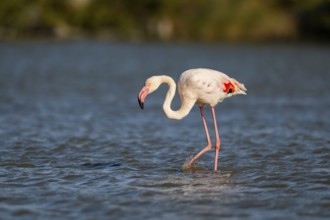Greater Flamingo (Phoenicopterus roseus) walking in the water, Parc Naturel Regional de Camargue,