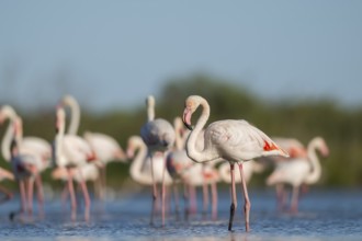Greater Flamingos (Phoenicopterus roseus) standing in the water, Parc Naturel Regional de Camargue,
