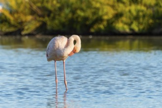 Greater Flamingo (Phoenicopterus roseus) standing in the water, Parc Naturel Regional de Camargue,