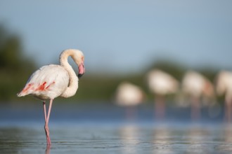 Greater Flamingo (Phoenicopterus roseus) walking in the water, Parc Naturel Regional de Camargue,