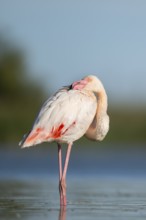 Greater Flamingo (Phoenicopterus roseus) standing in the water, Parc Naturel Regional de Camargue,