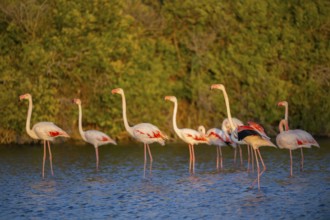 Greater Flamingo (Phoenicopterus roseus) standing in the water at sunset, Parc Naturel Regional de