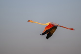 Greater Flamingo (Phoenicopterus roseus) flying in the sky at sunset, Parc Naturel Regional de