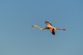 Greater Flamingo (Phoenicopterus roseus) flying in the sky at sunset, Parc Naturel Regional de