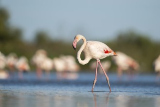 Greater Flamingo (Phoenicopterus roseus) walking in the water, Parc Naturel Regional de Camargue,