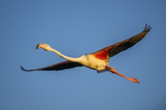 Greater Flamingo (Phoenicopterus roseus) flying in the sky at sunset, Parc Naturel Regional de