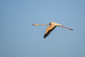 Greater Flamingo (Phoenicopterus roseus) flying in the sky, Parc Naturel Regional de Camargue,