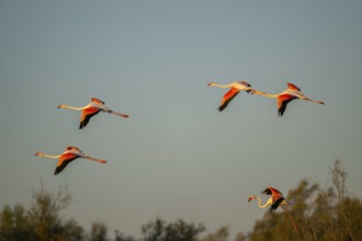 Greater Flamingo (Phoenicopterus roseus) flying in the sky at sunset, Parc Naturel Regional de